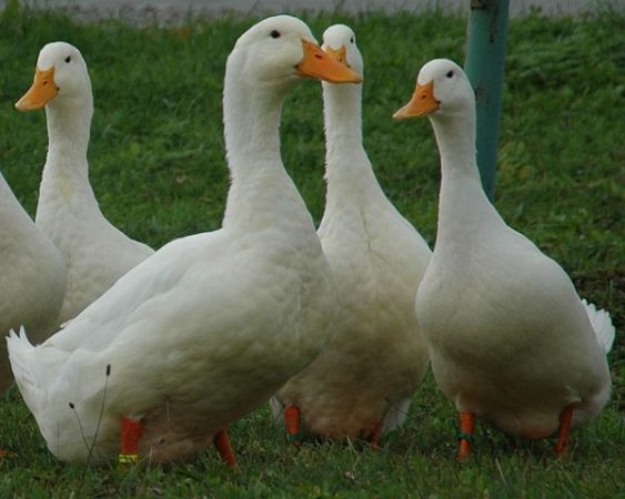 pekin ducks 563x450