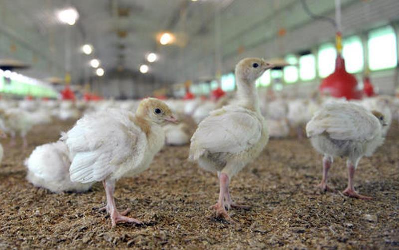 27000 Puten werden wegen Vogelgrippe getoetet ArtikelQuer