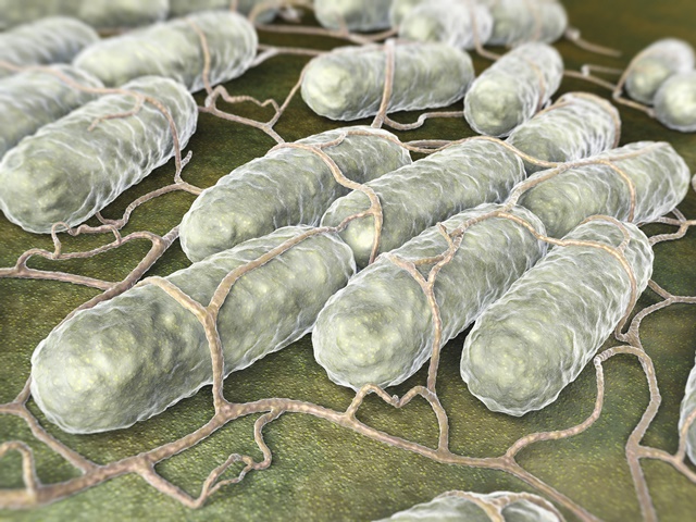 salmonella