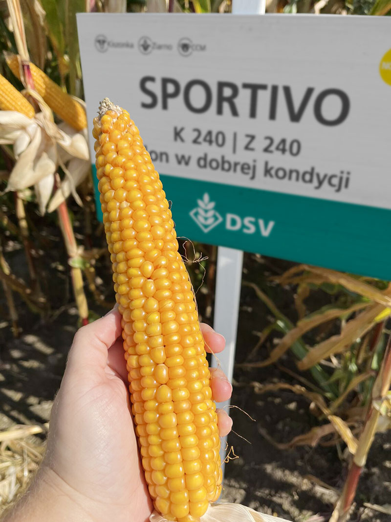 kukurydza22