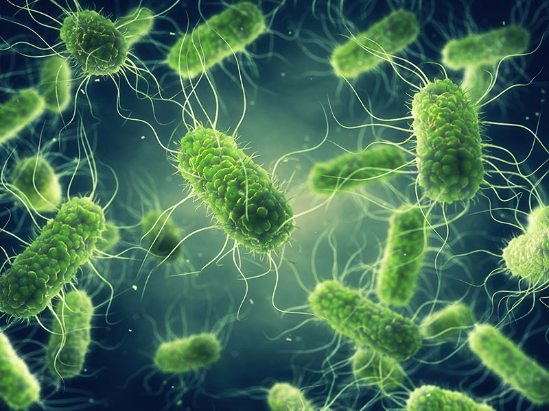 salmonella1