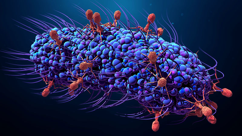 salmonella6