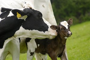 Kuh mit Kalb Fotolia 320x200