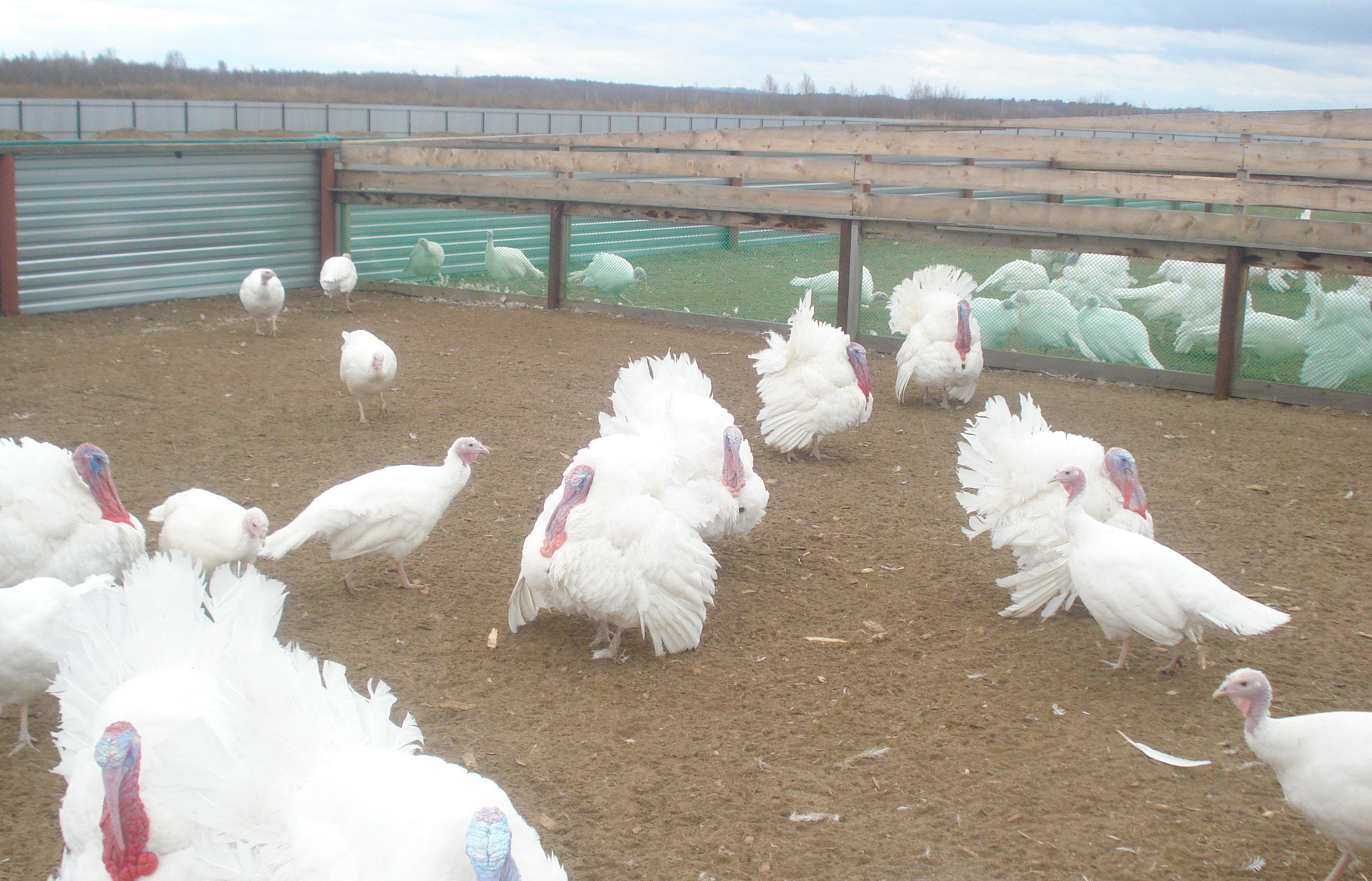 Backyard farms also exist in Russia