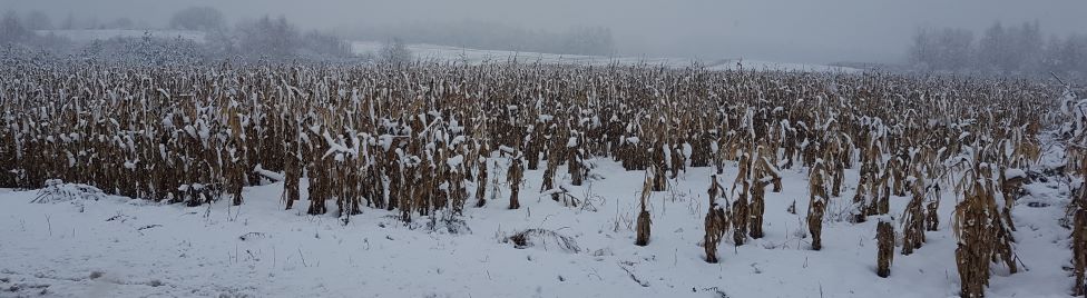 zima kukuryda